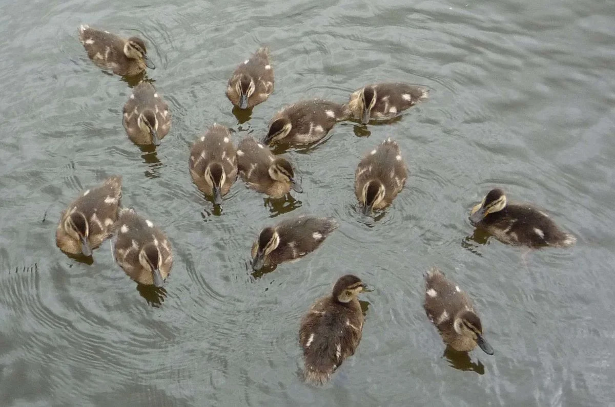 003 Ducklings L&L canal - Copy.webp