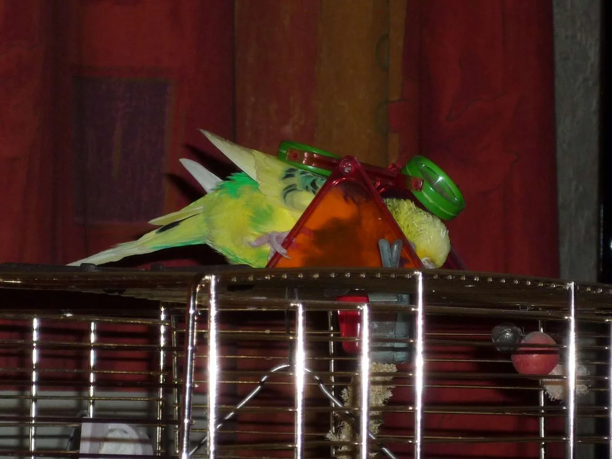 004 Robbie Asleep 2.webp