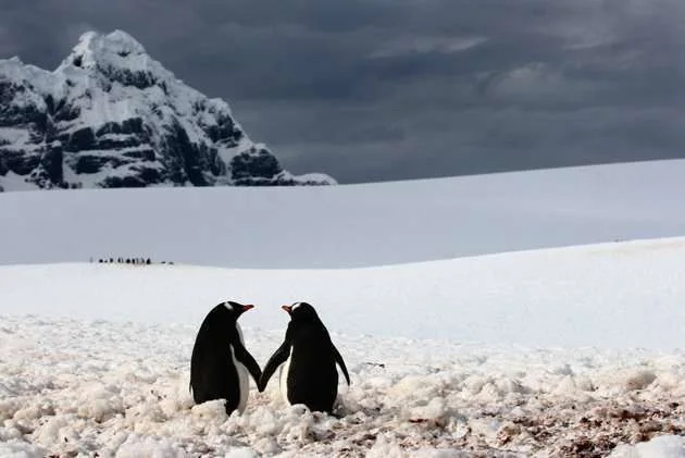 010CATERS-Penguins-Holding-Hands-01_220239.webp