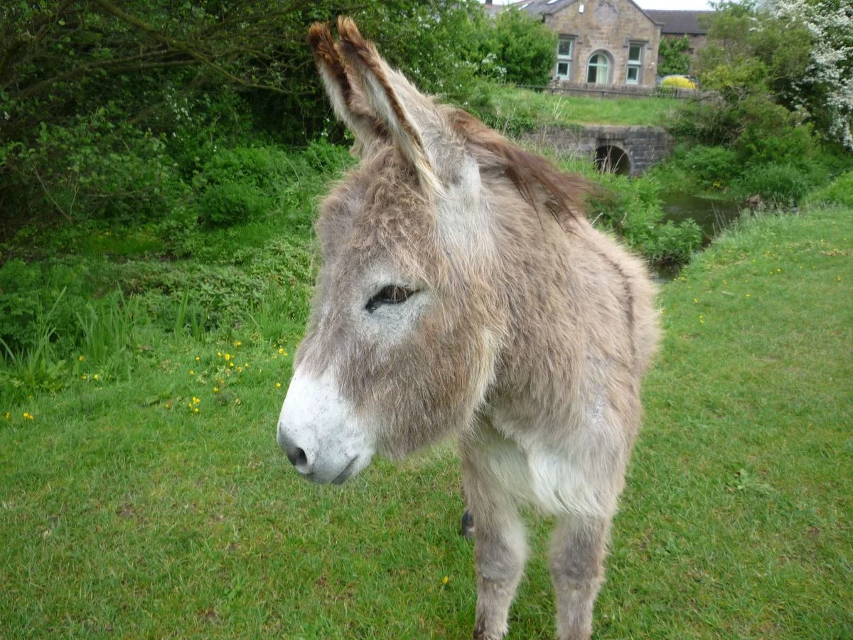 014 Donkey before White Coppice.webp