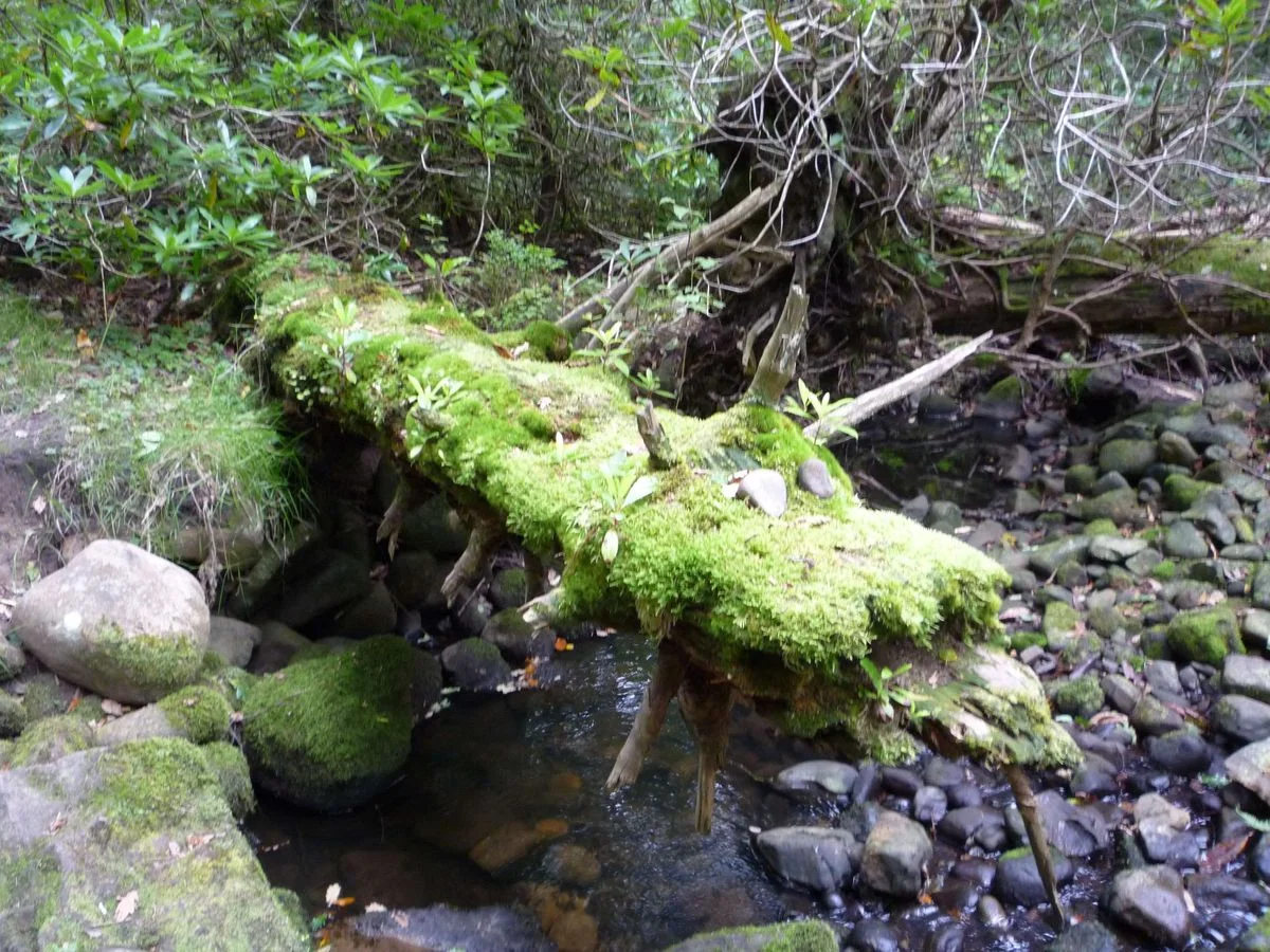 020 Dragon Log Holme Wood.webp