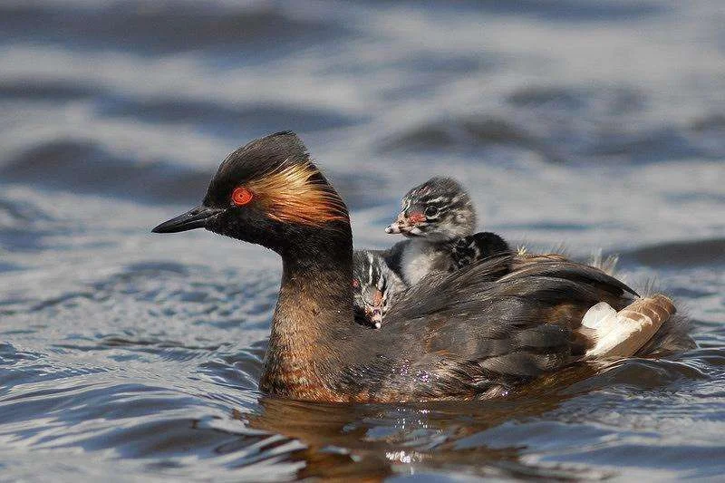 021.005Podiceps_nigricollis_Zevenhoven_170709_3049.webp