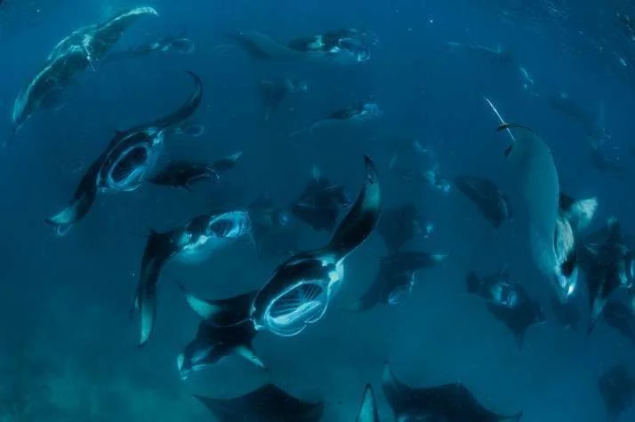 05-manta-714.webp