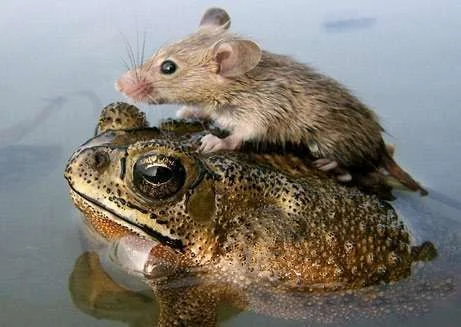 060705-mouse-frog_big.webp