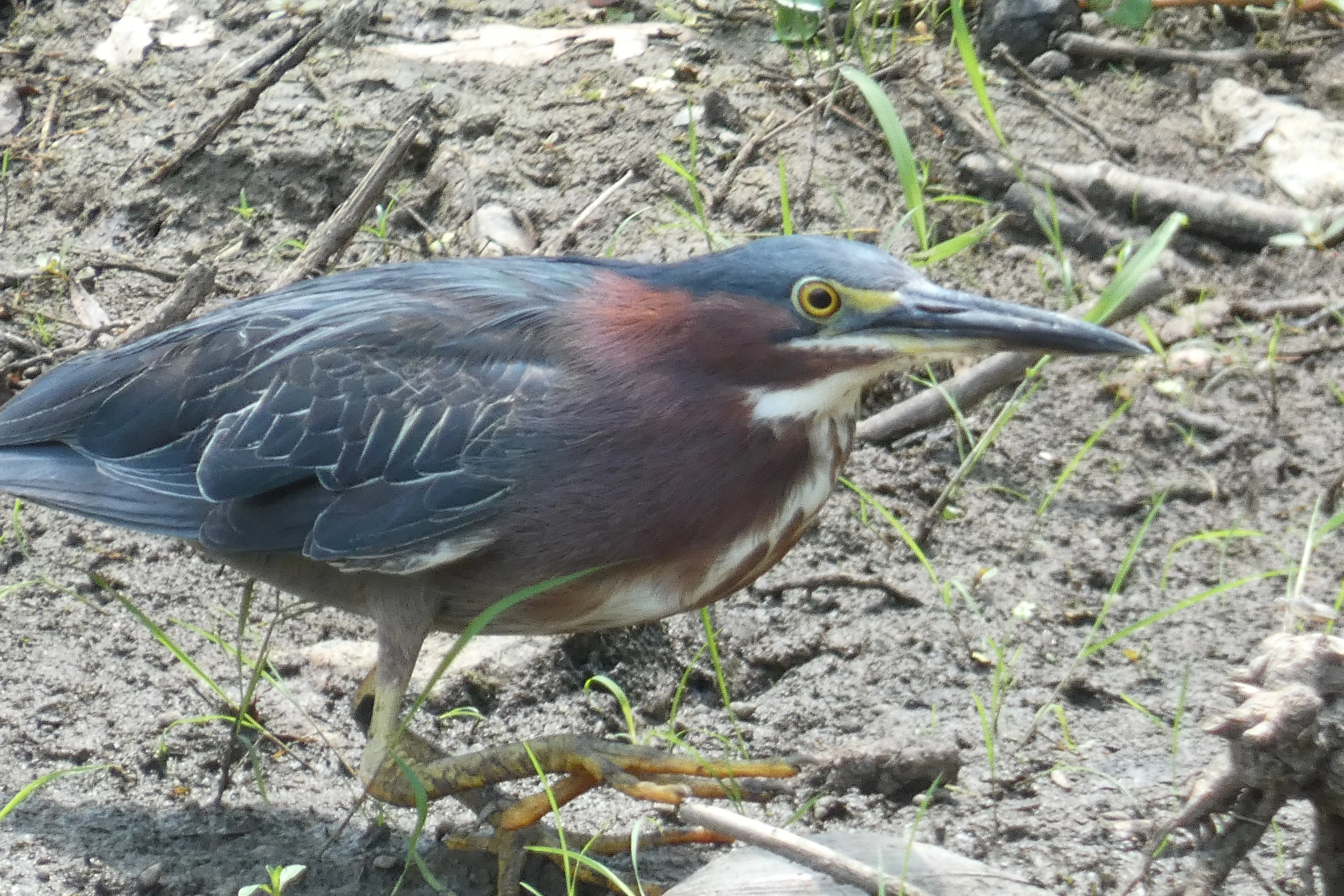 07092021 green heron.webp