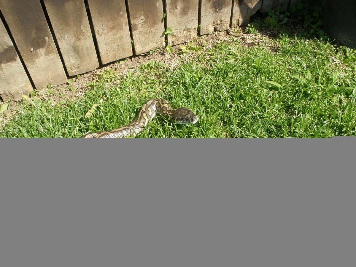 078.webp