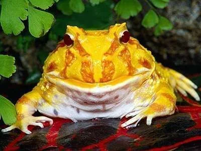 1-Frog-Beautiful-Colourful-Frogs-Photos.webp