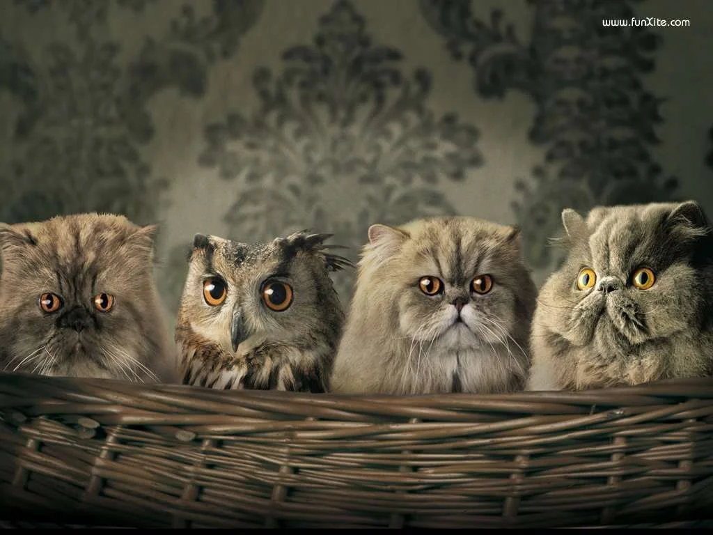 10043-pick-the-odd-one-out.webp