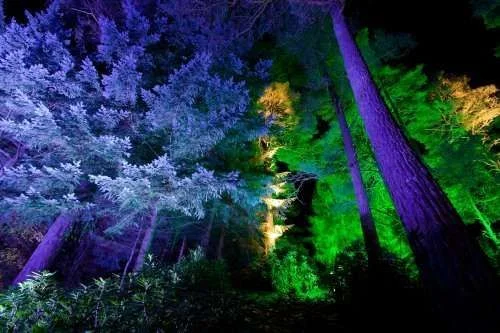 10945515-the-enchanted-forest-at-faskally-wood-pitlochry.webp