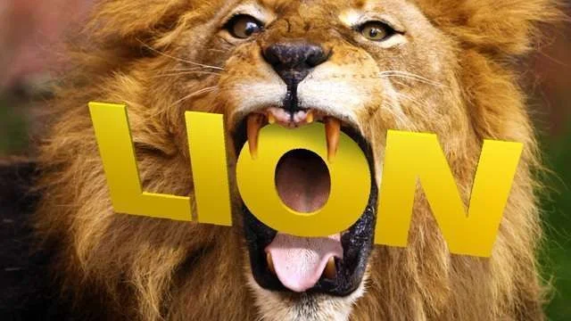 110720lion1.webp