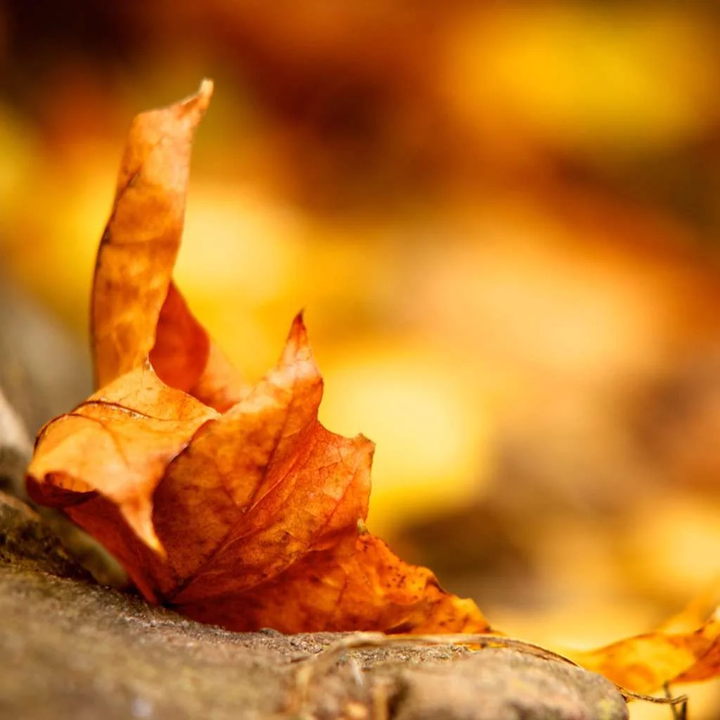 120-Leaf_iPad.webp