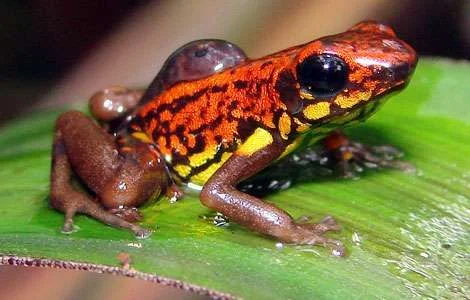 124672-frog-poision-lg.webp
