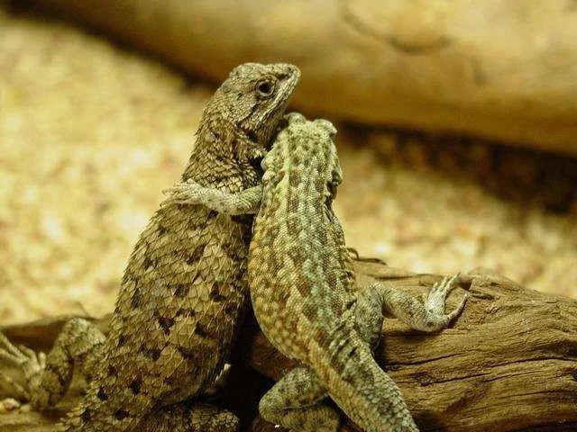 145_sized_hugging_lizards1.webp