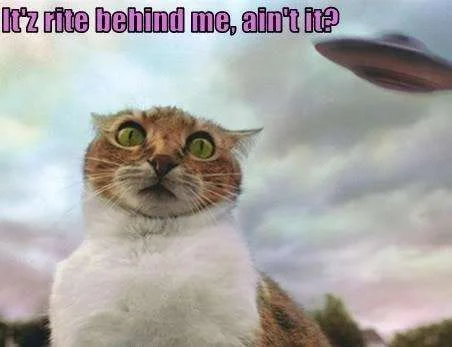 14d8d_funny-pictures-cat-sees-ufo.webp