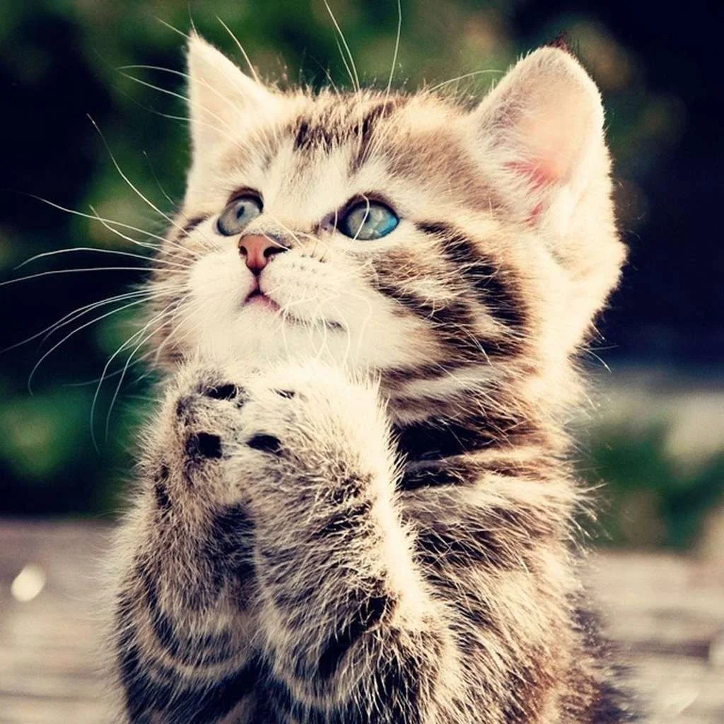 160-kitty_4-ipad-wallpaper.webp