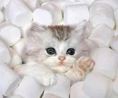 16883609_thumb.webp