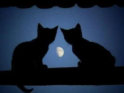 2 cats w moon.webp