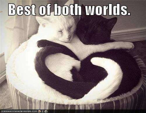 2 chats coeurs - Jocelyne.webp