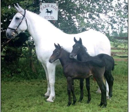 2 foals with mom.webp