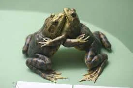 2 frogs hugging_NH.webp