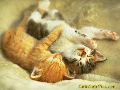 2 kittens hugging.webp