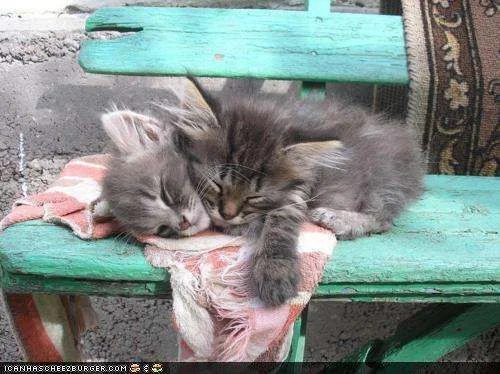 2 sleeping kitties on ironing board.webp