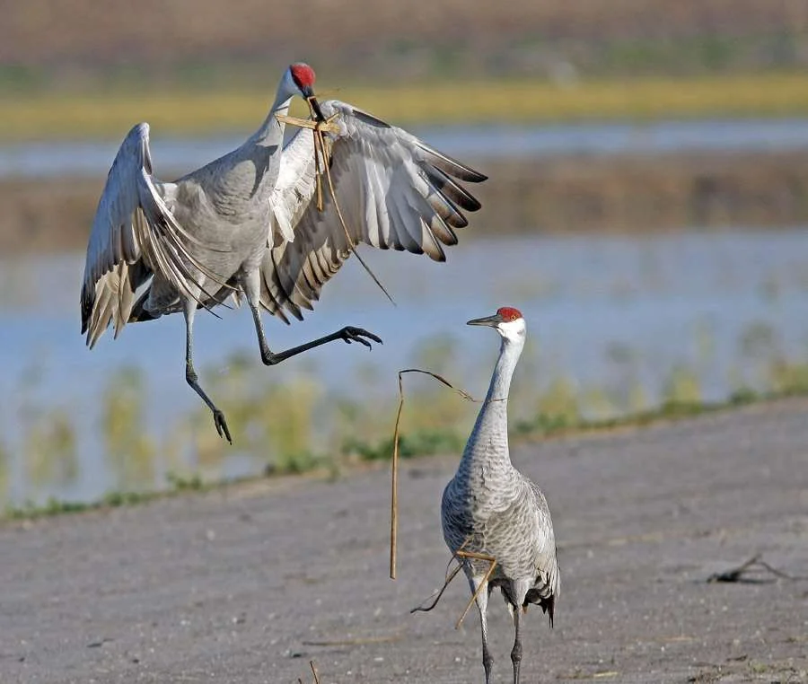 2011-08-04-Sandhill-SandhillCranedancebyRickGreenspun.webp
