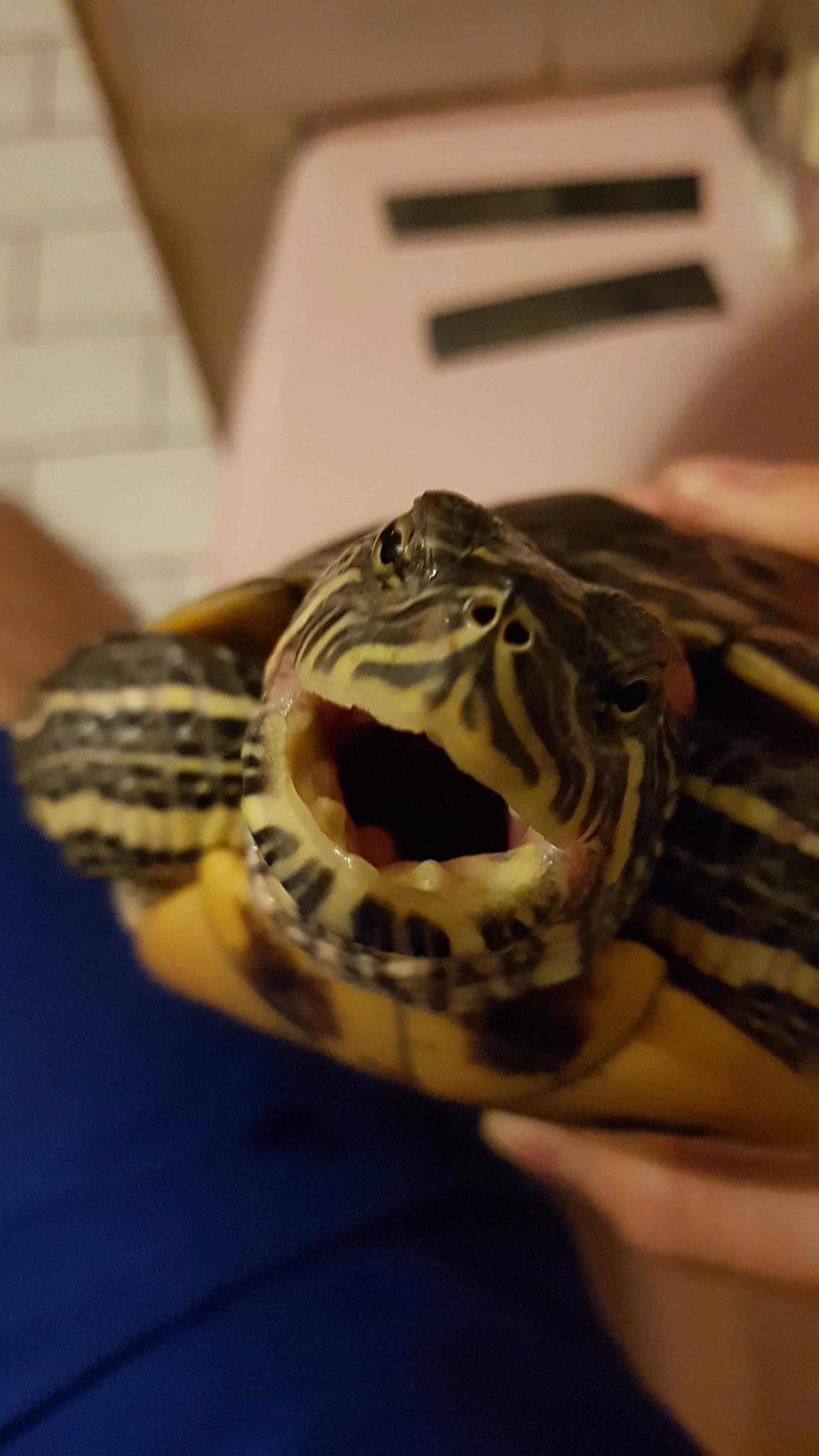 20190424_205722.webp