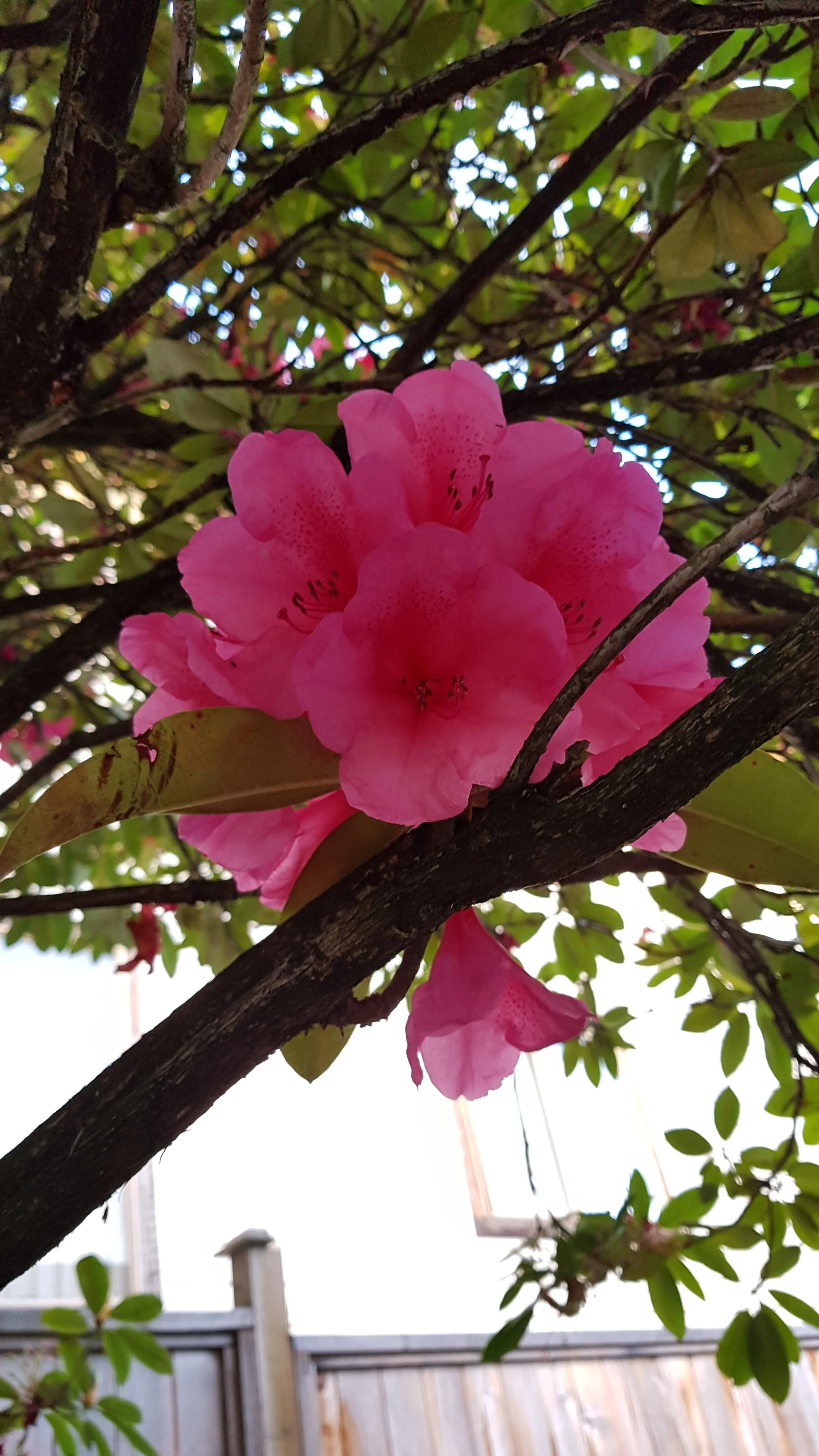 20190605_204116.webp
