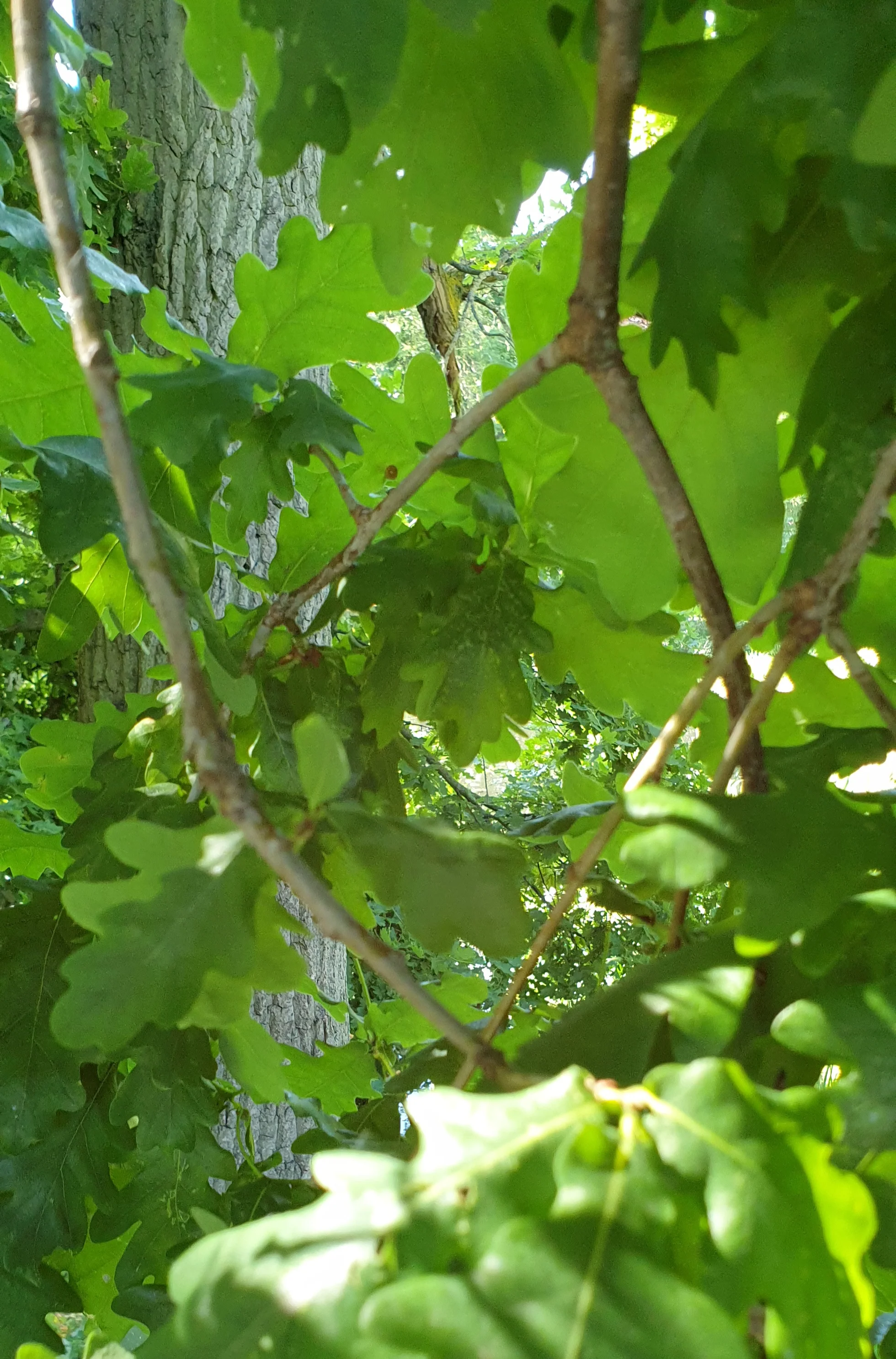 20200528_175051.webp