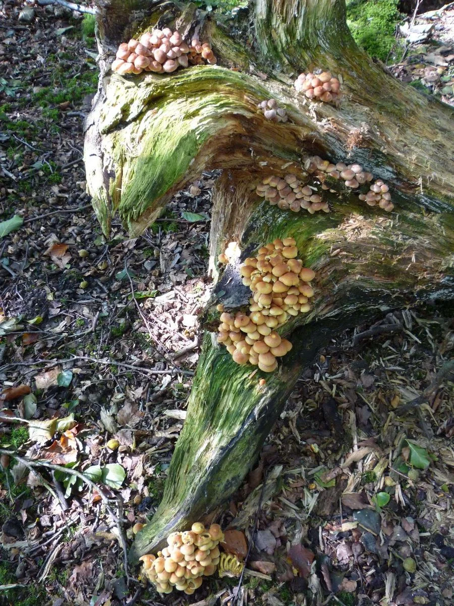 23 Stubbins Estate Buckden Wood 2.webp