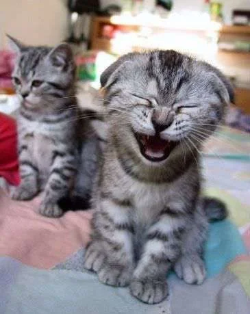 249_funny.webp