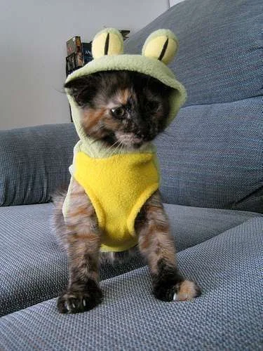 2859013399_68b2dd0128.webp