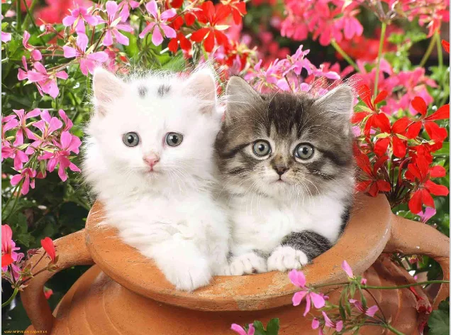 2kittens.webp