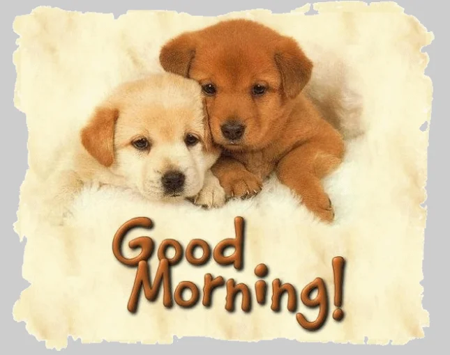 2puppies saying good morning.webp