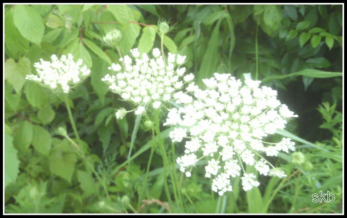 3 beautiful Queen Annes Lace.webp