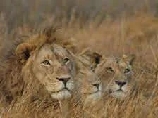 3 lions.webp