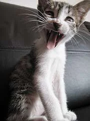 3515132565_ea3737bfea_m.webp