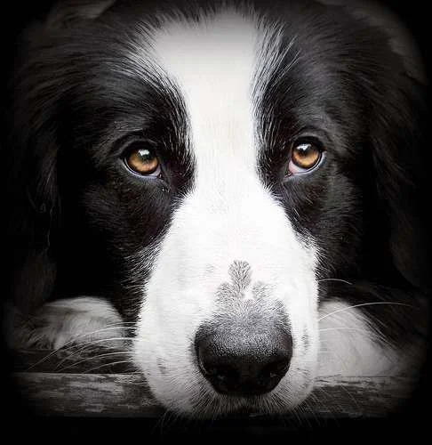 3636081211_ac2baab04d.webp
