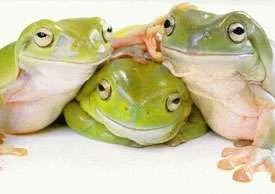 3_cute_frogs.webp