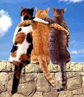 400cat_friends.webp