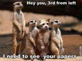420310_266274350126036_228924167194388_579187_815644474_n.webp