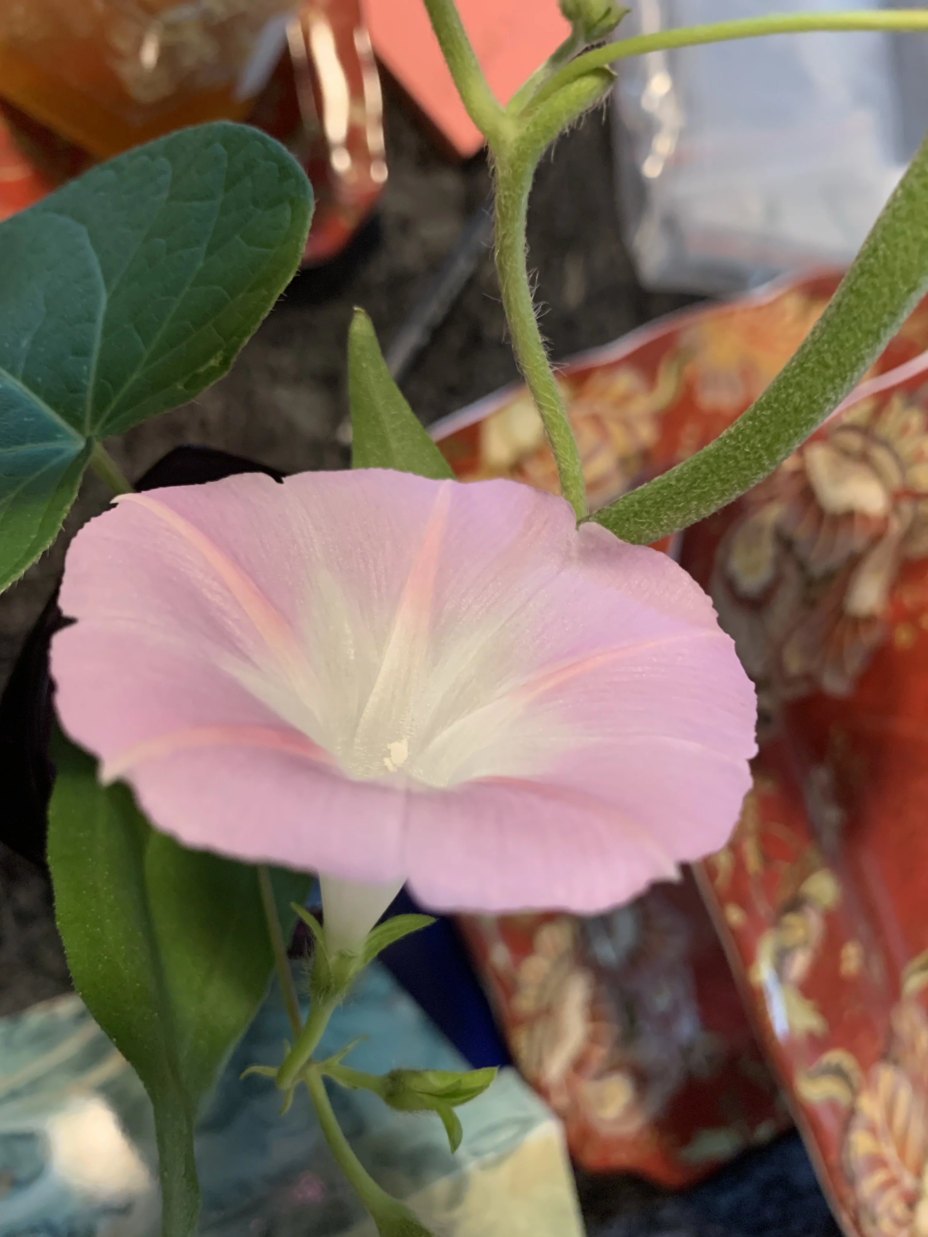 423AA624-AB72-4318-A961-98202CA23EAC.webp