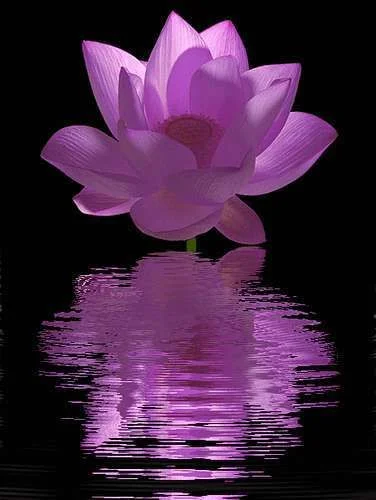 4280407606_5645e1da15.webp