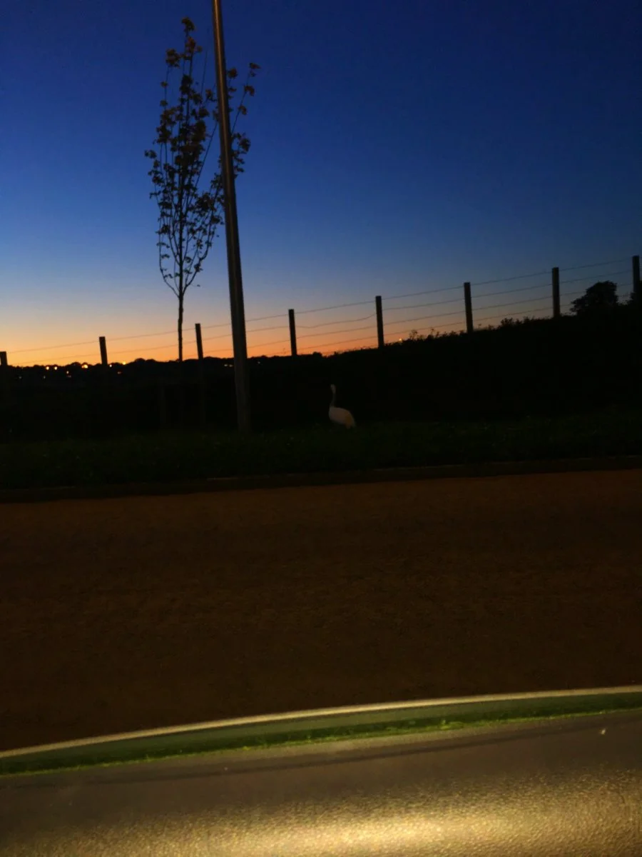 4FFCCEEE-6FDD-483C-8297-4229C84F2886.webp