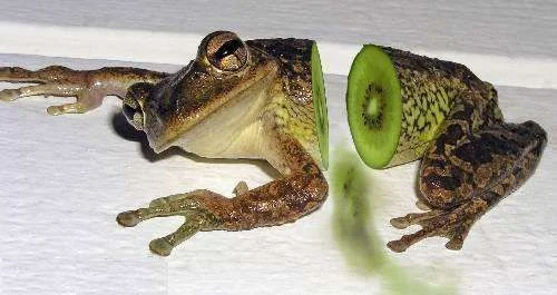 5.webp
