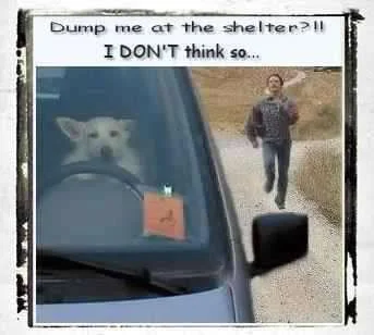 543572_384805521562507_1304593122_n.webp