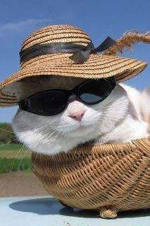 553569_427933503890816_319005582_n.webp