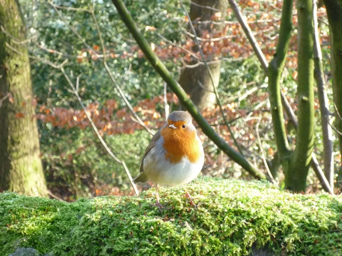 6 Aproach to Yarrow Robin c.webp