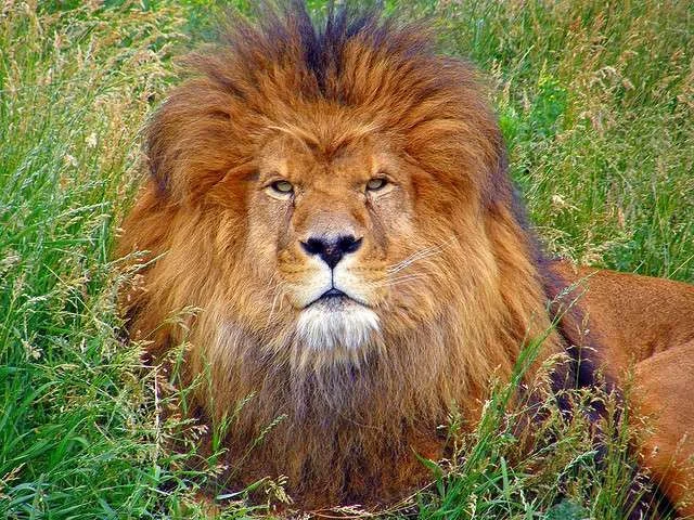 606564920_9f396d4806_z.webp